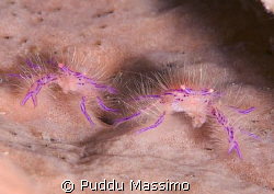 nikon d2x 60mm macro by Puddu Massimo 
